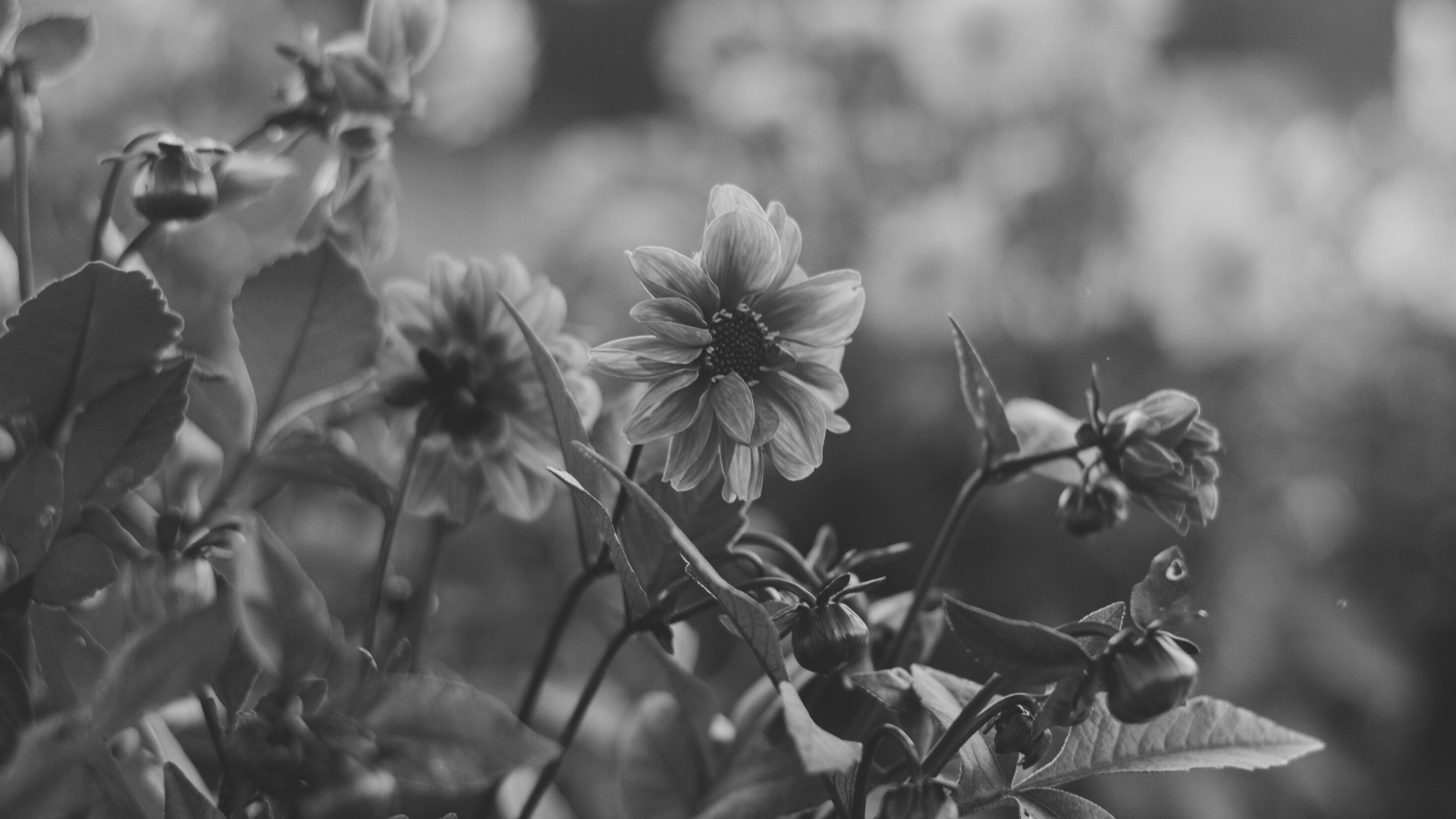 Ivylea - Phase 3 - Pre-Construction Condo in Richmond_hill