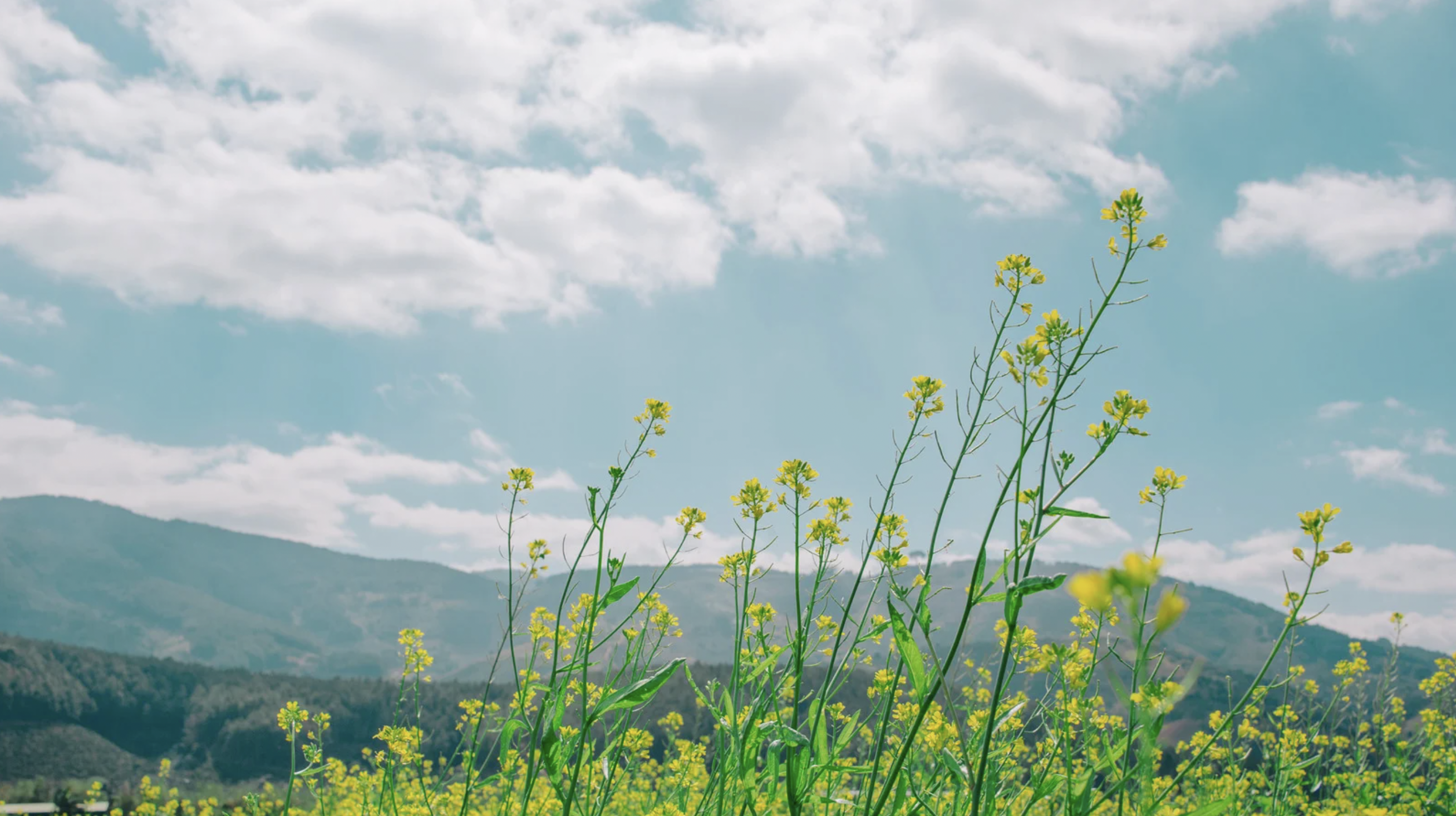 Saddle Ridge - Pre-Construction Condo in Milton